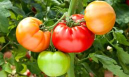 7 loại rau tăng cường hệ miễn dịch khi trời lạnh