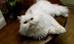 Chết cười với phút ngộ nghĩnh của động vật