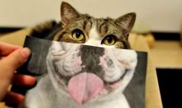 Ảnh vui: Mèo mơ làm chó