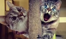 Bật cười trước những chú mèo ngơ ngác như trẻ thơ (P1)