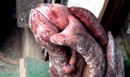 Những củ khoai lang có một không hai ở Việt Nam