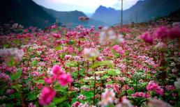 Em ơi nghe mùa hoa tam giác mạch gọi về...