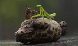 Ngộ nghĩnh khoảnh khắc bọ ngựa 'gãi ngứa' cho cóc béo