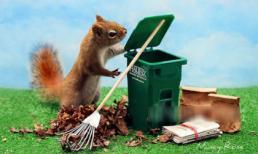 Cuộc sống đáng yêu của chú sóc độc thân