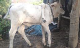 Quái dị những động vật nhiều chân ở Việt Nam