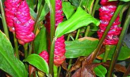 Gừng dại trị các chứng trúng gió, chóng mặt