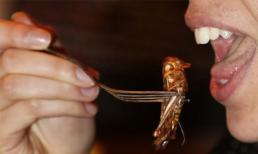 Nhà hàng đặc sản côn trùng không dành cho người yếu tim