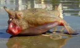 Sinh vật cá lai ếch kỳ lạ trôi dạt vào bờ biển