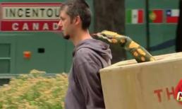 Clip hài: Rắn khổng lồ xuất hiện