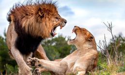 Chùm ảnh tuyệt đẹp về động vật