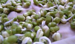 Giá đỗ vừa bổ vừa ngon