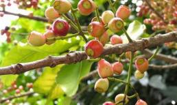 Cây vối thanh nhiệt, giải độc