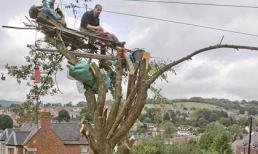 "Cố thủ" trên cây 1 tuần để ngăn chặt cây