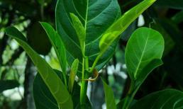 Lá mít – “Thuốc tiên” cho mẹ sau sinh