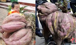 Trung Quốc: Củ khoai lang "khủng" nặng 36kg