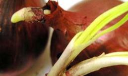 Vì sao củ hành nảy mầm dù phơi khô?