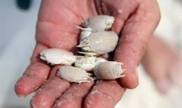 Người phụ nữ nuôi bọ chét trong cơ thể suốt 2 tháng trời