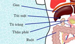 Chức năng của các cơ quan nằm bên phải cơ thể