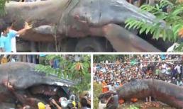 Sự thật “thủy quái Việt Nam”