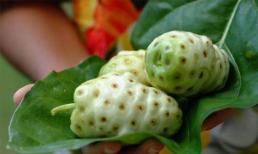 Công dụng của trái nhàu