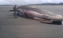 Mỹ: hàng loạt cá voi chết vì mắc virus sởi ở người