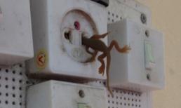 Ảnh vui: Vụ tự sát kinh hoàng