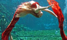 Ngắm những nàng tiên cá đẹp mê hồn
