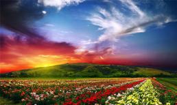 Lóa mắt trước những cánh đồng hoa rực rỡ