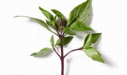 Rau húng quế và tác dụng không ngờ