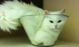 Ngộ nghĩnh những chú mèo chui lọ (P1)