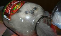 Ngộ nghĩnh những chú mèo chui lọ (P2)