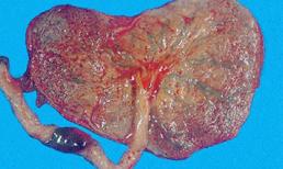 Những món ăn 'thấy đã rùng mình' ở Việt Nam