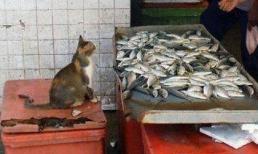 Ảnh chế: Mèo đi bán cá