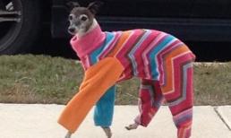 Ảnh vui: Áo mới của em