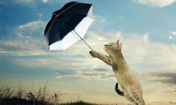 Ngắm những chú mèo ngộ nghĩnh, dễ thương 