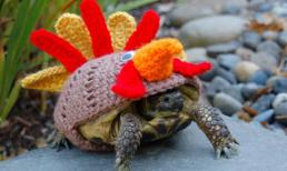 Thích mắt ngắm những chú rùa đội mũ len đáng yêu