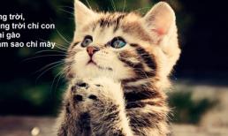 Thơ vui: Bí kíp 'cua' gái