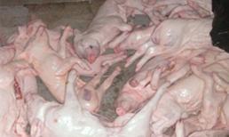 Đào thịt thối, vớt xác chết trương làm thực phẩm