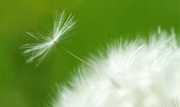 Cây bồ công anh mọc trong tai em bé 1 tuổi