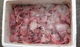 Sự thật kinh hoàng đằng sau thịt chim bồ câu siêu rẻ ở Hà Nội