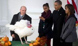 Chú gà tây may mắn được Tổng thống Obama "ân xá"
