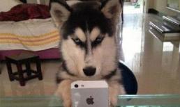 Cười nghiêng ngả với những hình ảnh cực hài hước