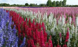 Ngắm những cánh đồng hoa phi yến tuyệt sắc