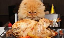 Một con gà thì nhằm nhò gì!