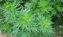 Ích mẫu, vị thuốc của quý bà