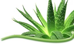 Những điểm lưu ý khi sử dụng lô hội làm đẹp da