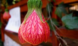 Những bông hoa đẹp đua nhau khoe sắc tỏa hương (P14)