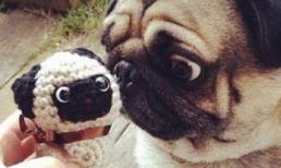 Ảnh chế chó mèo: Sao quen thế nhỉ?