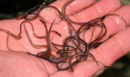 Đi mát-xa trị liệu kiểu mới, bị lươn chui vào "của quý"