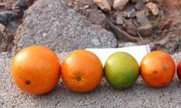 Cam Trung Quốc nhuộm chất gây ung thư